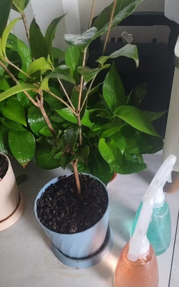 家庭养花用生根粉