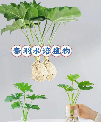 小天使怎么水培