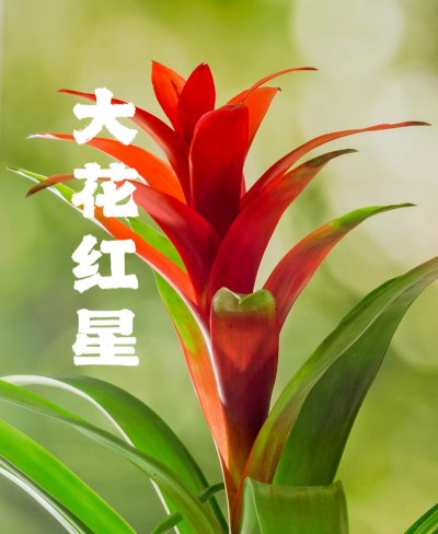 红星属于什么科植物