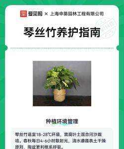 小琴丝竹养护方法