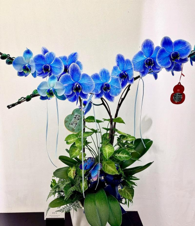 厦门适合养什么兰花