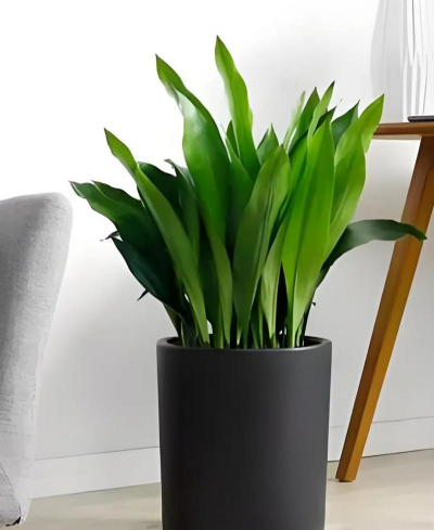 耐水湿植物有哪些