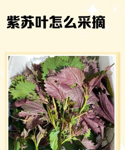 盆栽紫苏如何采摘