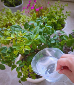 家庭养花用生根粉