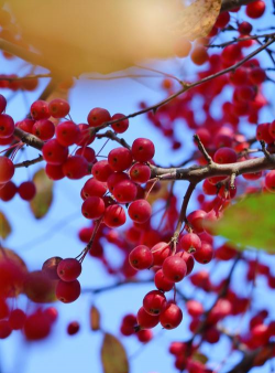 秋季都有哪些植物结果