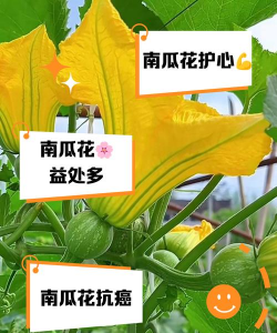 瓜花哪些不能吃