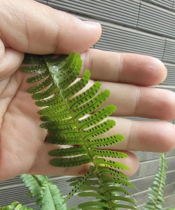 肾蕨孢子是什么