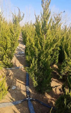 龙柏苗为什么涨价了