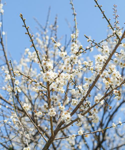 广东什么梅花会开花