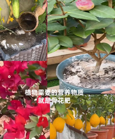 家庭养花用生根粉