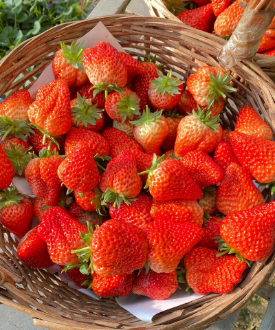 什么草莓果形大