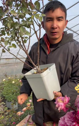 家庭养花用生根粉