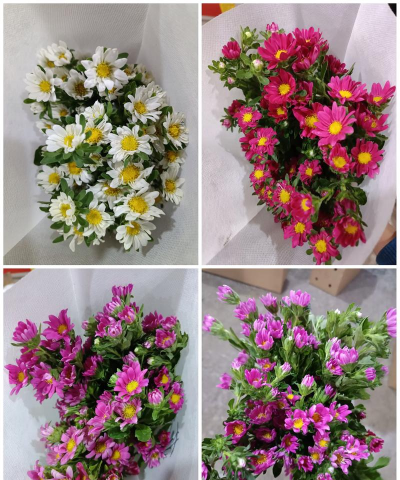 切花菊花品种有哪些