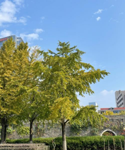 汉中适合哪些树生长