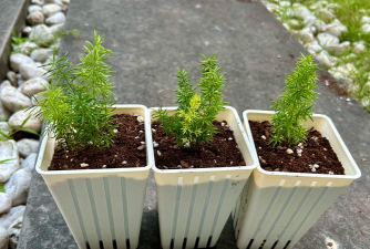 冬季可以播种哪些植物