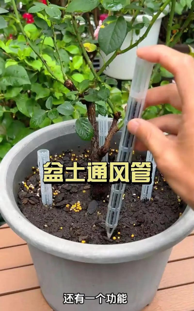 家庭养花用生根粉