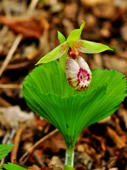 浙江野生花卉有哪些