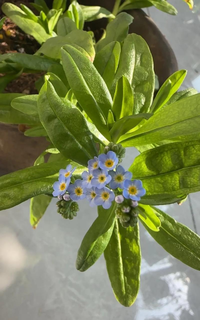 家庭养花用生根粉