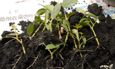 家庭养花用生根粉