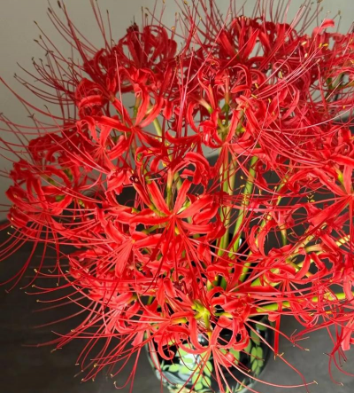 哪些花是辟邪的