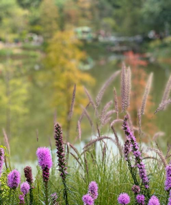 马尾花有哪些颜色
