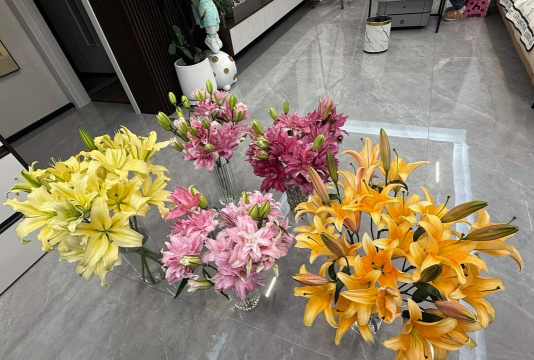 家庭养花用生根粉