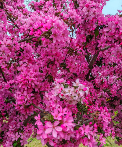 开花早是什么树