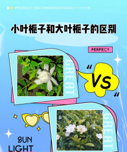 小叶栀子与什么相近