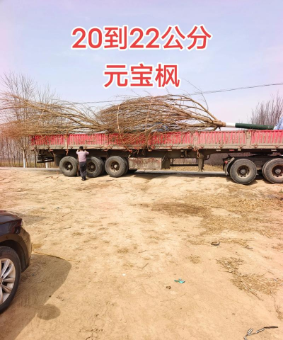 元宝枫的栽培管理技术