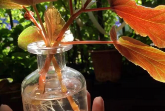 秋季水插哪些植物 秋季水插哪些植物