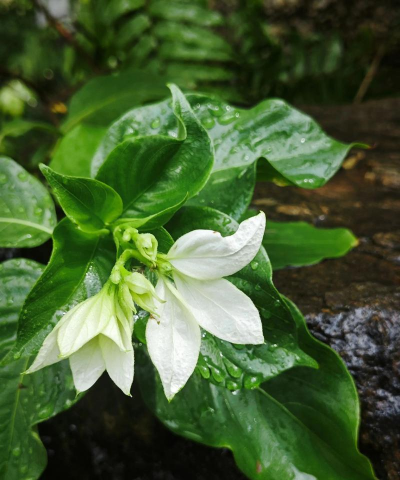 哪些花属于茜草科