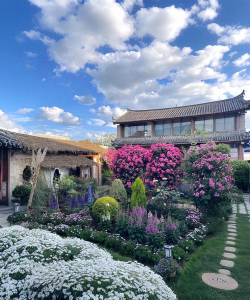 家庭养花用生根粉