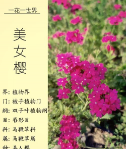 美人樱象征着什么