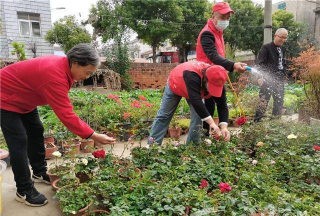 家庭养花用生根粉