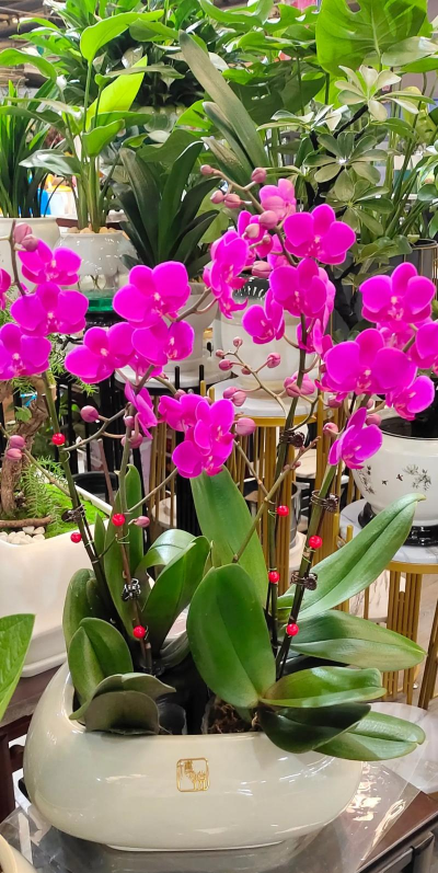 家庭养花用生根粉