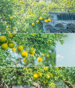 香橼秋天什么样