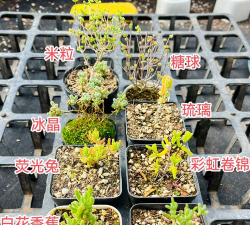 家庭养花用生根粉