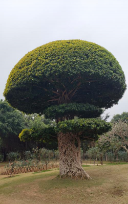 南宁种植什么风景树