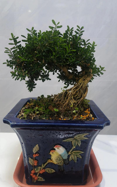 盆景造型都有哪些品种