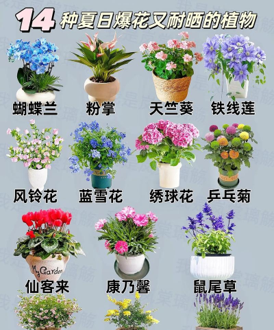 夏天有哪些花全部