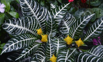 什么花叶叫斑马花