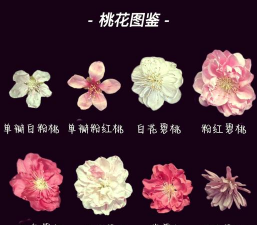 桃花有哪些花型