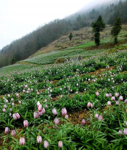 川贝母栽培技术