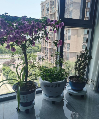 家庭养花用生根粉