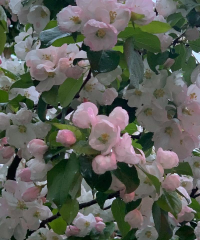 江山花卉有哪些