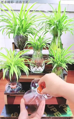 家庭养花用生根粉