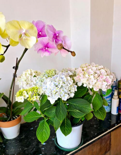 家庭养花用生根粉