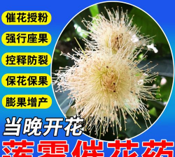 莲雾催花用什么最好