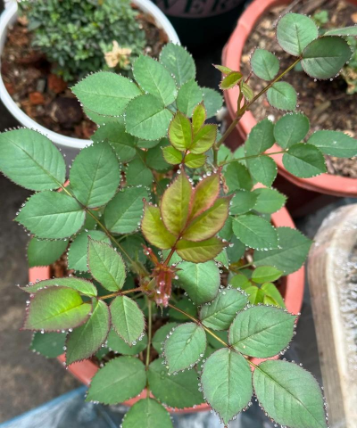 家庭养花用生根粉