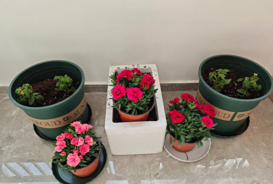 家庭养花用生根粉